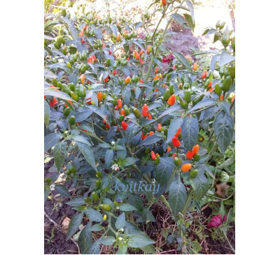 Насіння перцю гострого  Чилито де Симоджовел (Capsicum annuum var. glabriusculum 'Chilito de Simojovel')